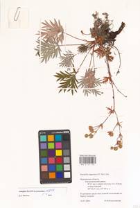 Potentilla arctica Lehm., Eastern Europe, Northern region (E1) (Russia)