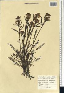 Pedicularis sudetica Willd., Siberia, Western Siberia (S1) (Russia)