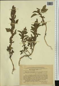 Amaranthus cruentus L., Western Europe (EUR) (Romania)