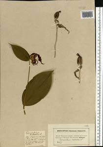 Cypripedium calceolus L., Eastern Europe, Moscow region (E4a) (Russia)