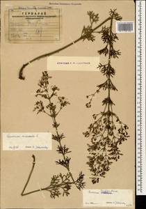 Teucrium orientale L., Caucasus, Armenia (K5) (Armenia)