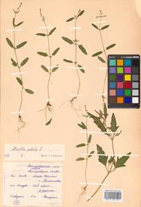 Atriplex patula L., Siberia, Russian Far East (S6) (Russia)