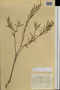 Eruca vesicaria subsp. sativa (Mill.) Thell., Siberia, Altai & Sayany Mountains (S2) (Russia)
