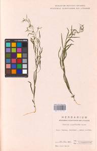 Thesium ebracteatum Hayne, Eastern Europe, Lithuania (E2a) (Lithuania)