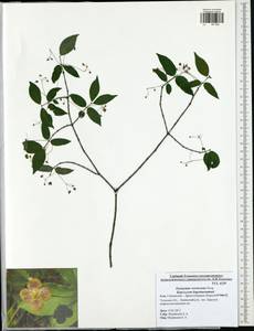 Euonymus verrucosus Scop., Eastern Europe, Central region (E4) (Russia)