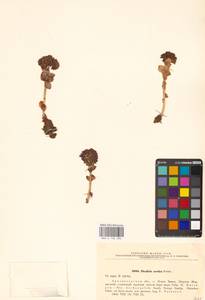 Rhodiola rosea L., Eastern Europe, Northern region (E1) (Russia)