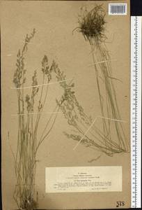 Poa attenuata Trin., Siberia, Western (Kazakhstan) Altai Mountains (S2a) (Kazakhstan)