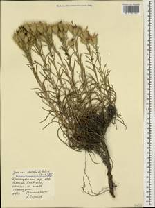 Jurinea stoechadifolia (M. Bieb.) DC., Caucasus, Black Sea Shore (from Novorossiysk to Adler) (K3) (Russia)