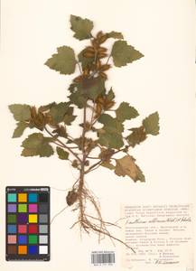 Xanthium orientale var. albinum (Widder) Adema & M. T. Jansen, Eastern Europe, Lower Volga region (E9) (Russia)