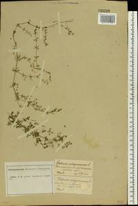 Galium uliginosum L., Eastern Europe, Central forest-and-steppe region (E6) (Russia)