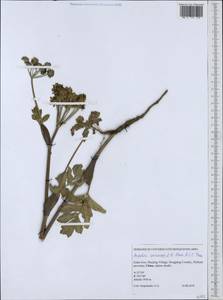 Angelica apaensis R.H.Shan & C.Q.Yuan, South Asia, South Asia (Asia outside ex-Soviet states and Mongolia) (ASIA) (China)