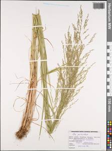 Poa palustris L., Eastern Europe, Belarus (E3a) (Belarus)