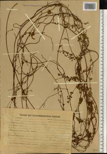 Fallopia dumetorum (L.) Holub, Eastern Europe, Belarus (E3a) (Belarus)