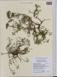 Scleranthus perennis subsp. marginatus (Guss.) Nym., Western Europe (EUR) (Bulgaria)