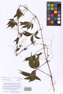 Parthenocissus inserta (A. Kern.) Fritsch, Eastern Europe, Moscow region (E4a) (Russia)