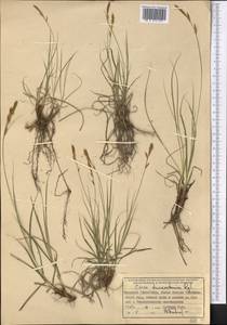 Carex turkestanica Regel, Middle Asia, Western Tian Shan & Karatau (M3) (Kyrgyzstan)