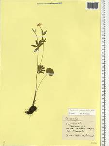 Ranunculus pawlowskii Jasiewicz, Eastern Europe, Central region (E4) (Russia)