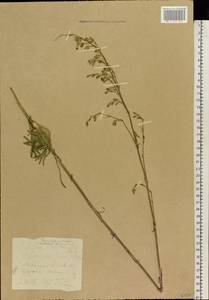 Silene chlorantha (Willd.) Ehrh., Eastern Europe, Belarus (E3a) (Belarus)