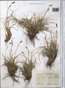 Carex kokanica (Regel) S.R.Zhang, Middle Asia, Pamir & Pamiro-Alai (M2) (Tajikistan)