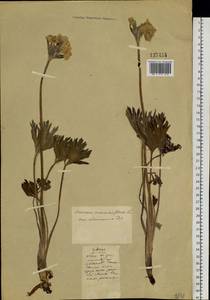Anemonastrum narcissiflorum subsp. crinitum (Juz.) Raus, Siberia, Altai & Sayany Mountains (S2) (Russia)