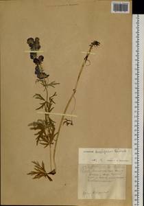 Aconitum ambiguum Rchb., Siberia, Western Siberia (S1) (Russia)