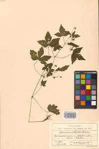 Geranium wilfordii Maxim., Siberia, Russian Far East (S6) (Russia)
