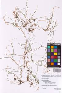 Poa supina Schrad., Eastern Europe, Western region (E3) (Russia)