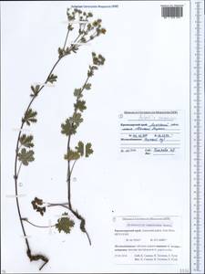 Potentilla inclinata Vill., Caucasus, Krasnodar Krai & Adygea (K1a) (Russia)