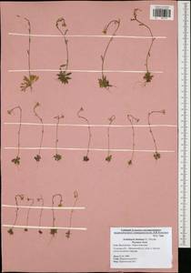 Arabidopsis thaliana (L.) Heynh., Eastern Europe, Central region (E4) (Russia)