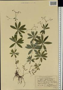 Galium odoratum (L.) Scop., Eastern Europe, Middle Volga region (E8) (Russia)