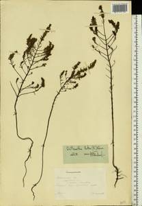 Odontites luteus (L.) Clairv., Eastern Europe, South Ukrainian region (E12) (Ukraine)