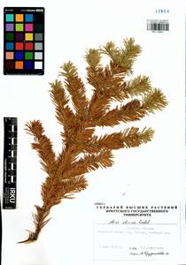 Abies sibirica Ledeb., Siberia, Baikal & Transbaikal region (S4) (Russia)