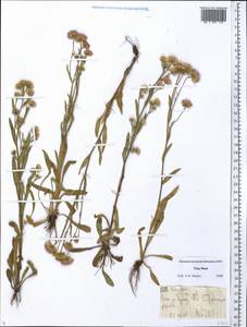 Erigeron, Middle Asia, Northern & Central Tian Shan (M4) (Kazakhstan)