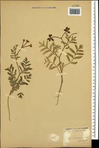 Turgenia latifolia (L.) Hoffm., Caucasus, Azerbaijan (K6) (Azerbaijan)