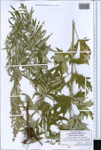 Artemisia argyi H. Lév. & Vaniot, Eastern Europe, Central forest-and-steppe region (E6) (Russia)