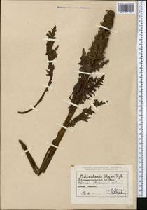 Pedicularis olgae Regel, Middle Asia, Northern & Central Tian Shan (M4) (Kazakhstan)