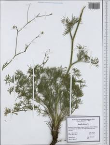 Seseli longifolium L., Western Europe (EUR) (Romania)