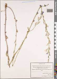 Campanula rapunculus subsp. lambertiana (A.DC.) Rech.f., Caucasus, Dagestan (K2) (Russia)