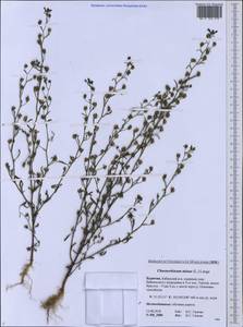 Chaenorhinum minus (L.) Lange, Siberia, Baikal & Transbaikal region (S4) (Russia)