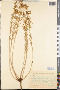 Euphorbia seguieriana Neck., Eastern Europe, North Ukrainian region (E11) (Ukraine)