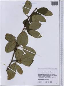 Populus suaveolens, Siberia, Baikal & Transbaikal region (S4) (Russia)