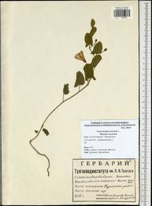 Convolvulus arvensis L., Eastern Europe, Central region (E4) (Russia)