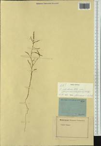 Corispermum nitidum Kit. ex Schult., Western Europe (EUR) (Austria)