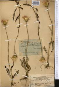 Klasea marginata (Tausch) Kitag., Middle Asia, Western Tian Shan & Karatau (M3) (Kazakhstan)