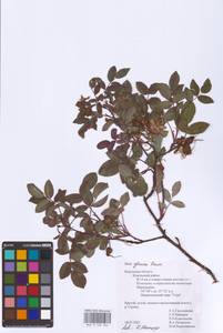 Rosa glauca Pourr., Eastern Europe, Central region (E4) (Russia)