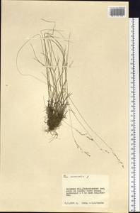 Poa nemoralis L., Siberia, Russian Far East (S6) (Russia)