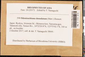 Odontoschisma denudatum (Mart.) Dumort., Bryophytes, Bryophytes - Asia (outside ex-Soviet states) (BAs) (Japan)
