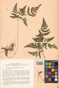 Gymnocarpium robertianum (Hoffm.) Newman, Siberia, Russian Far East (S6) (Russia)