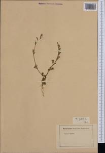 Silene neglecta Ten., Western Europe (EUR)