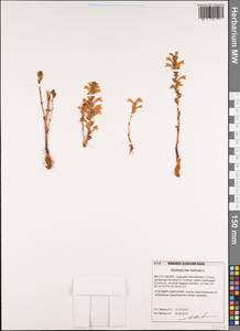 Phelipanche ramosa (L.) Pomel, South Asia, South Asia (Asia outside ex-Soviet states and Mongolia) (ASIA) (Turkey)
